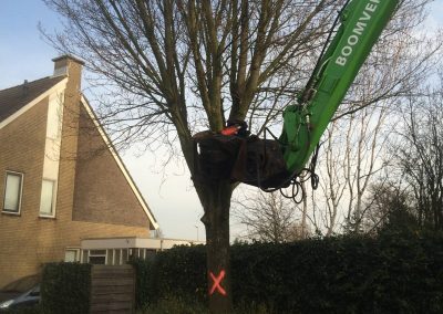 Bomen kappen den haag - Zuid Holland